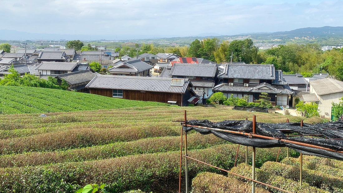 Tea fields and traditional buildings in Japan