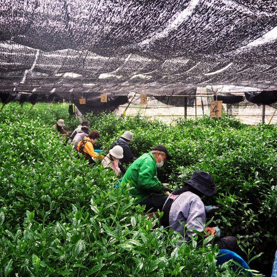 Tea harvesting in Japan