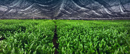 Japanese tea processing equipment
