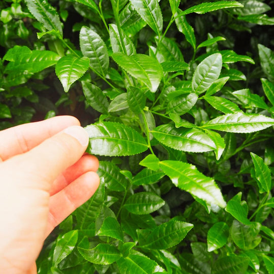 Tea leaves before milling